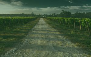Tuscany Tours