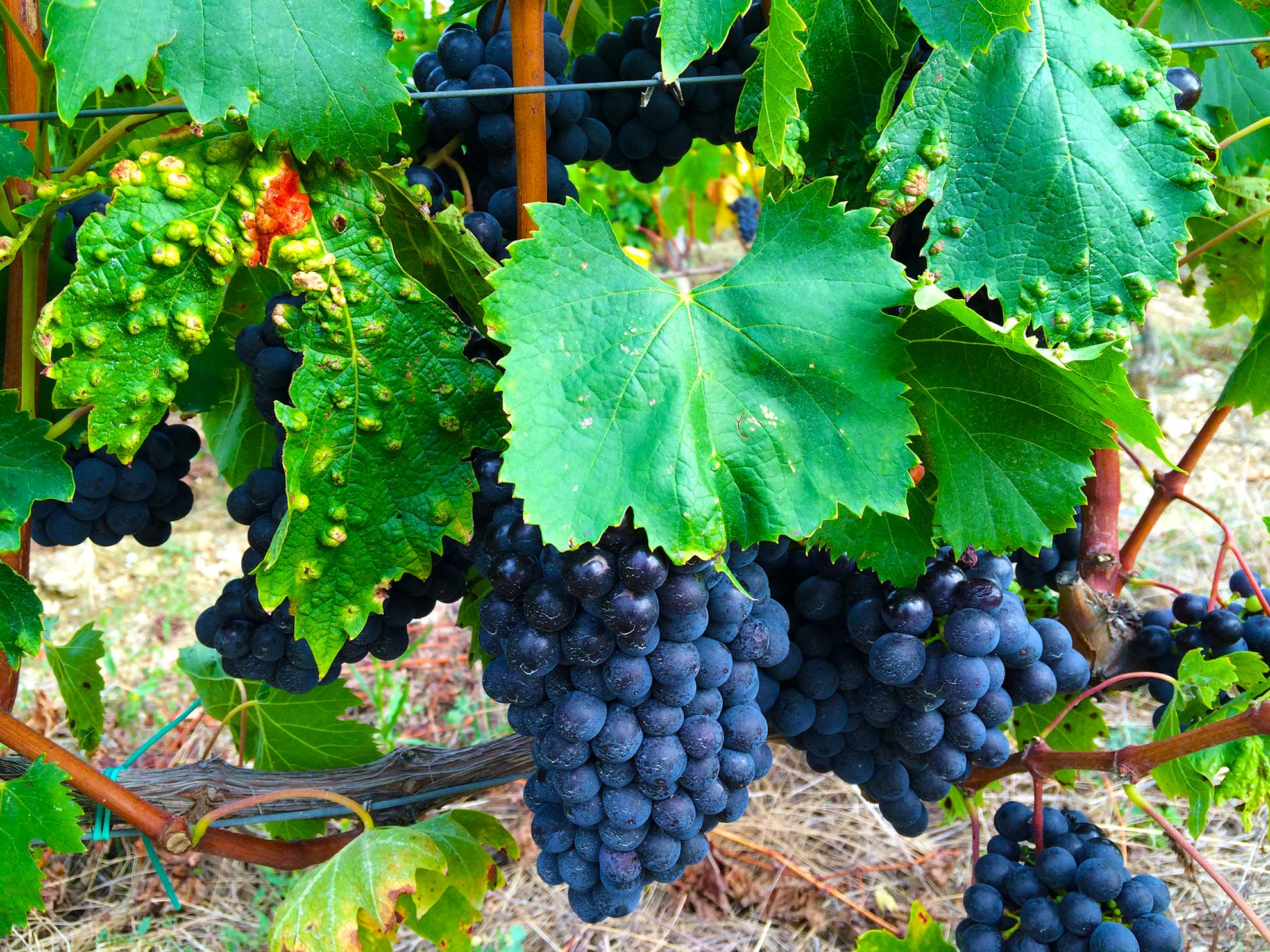 Chianti Bike Tour